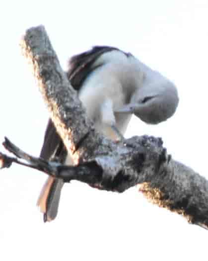 Hvithodevanga
