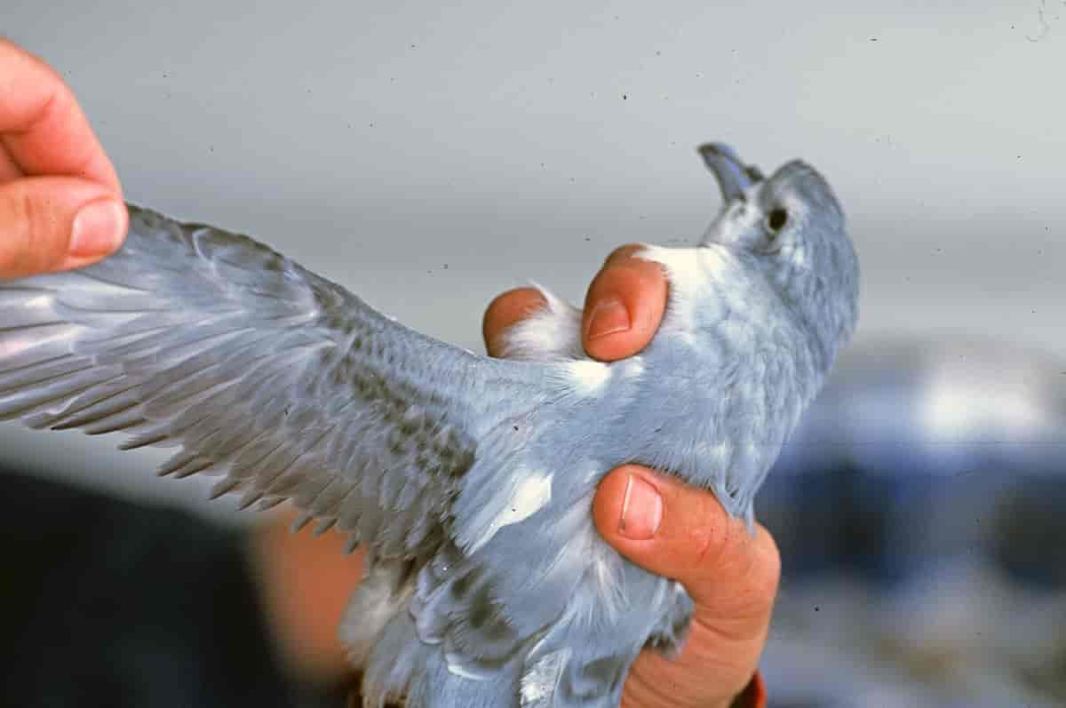 Alvehvalfugl
