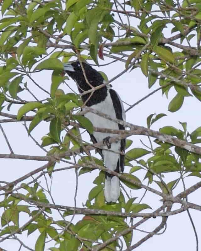 Papuaslakterfugl