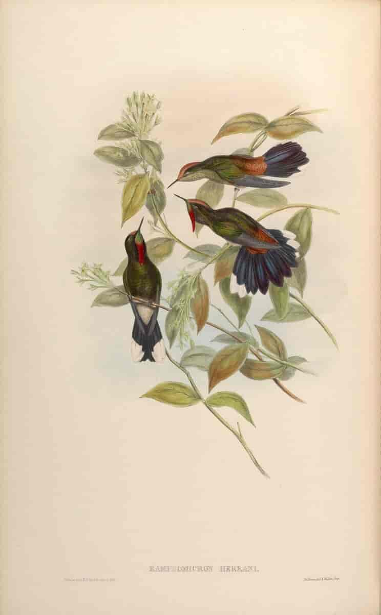 Regnbuenålkolibri