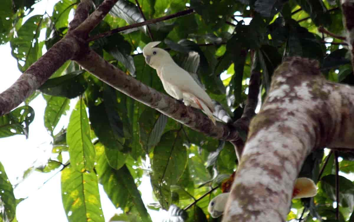 Filippinerkakadu