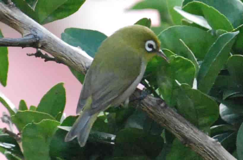Grønnryggbrillefugl