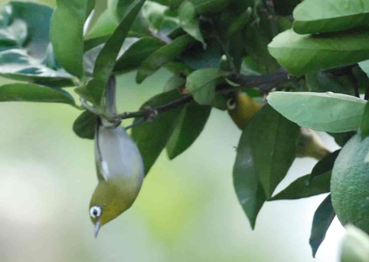 Grønnryggbrillefugl