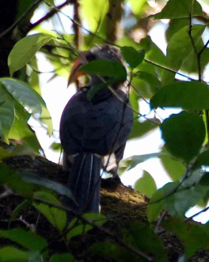 Malabarhornfugl