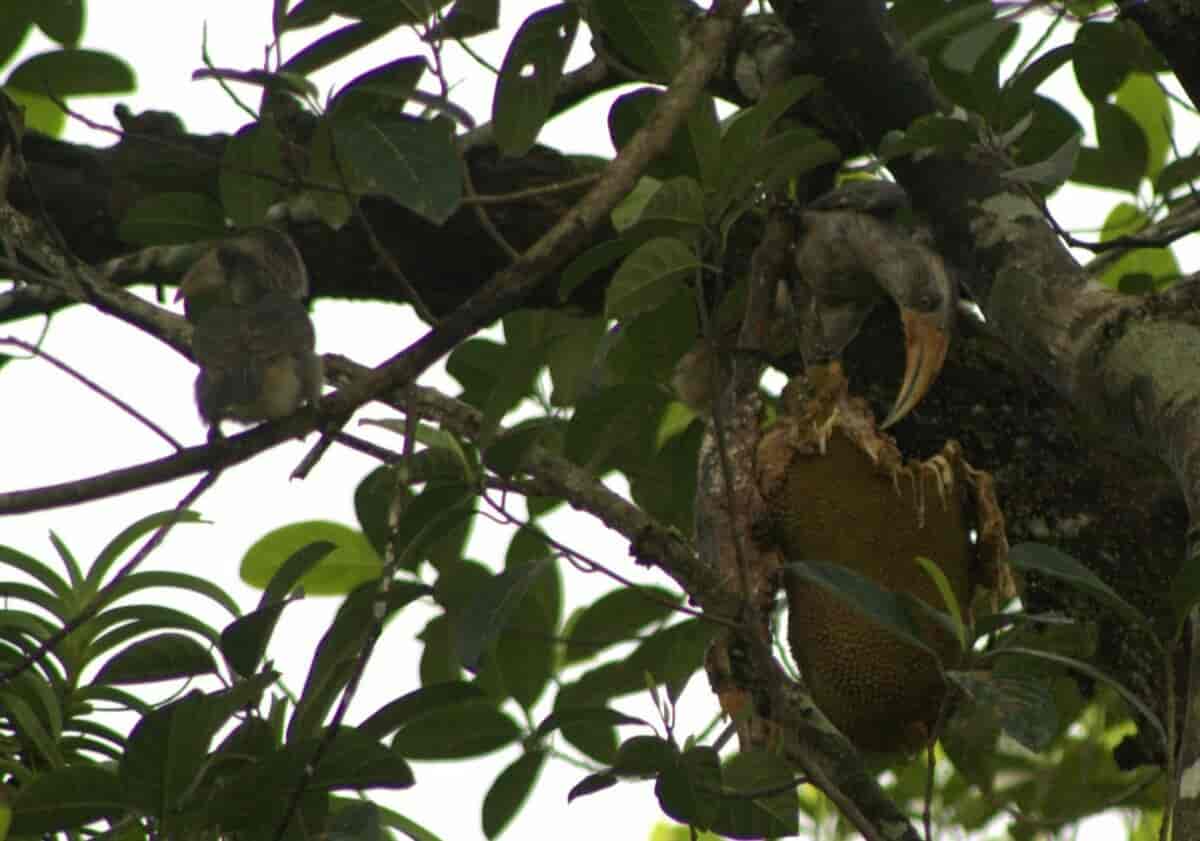 Malabarhornfugl