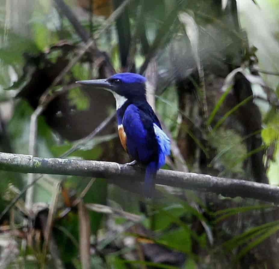 Papuaisfugl