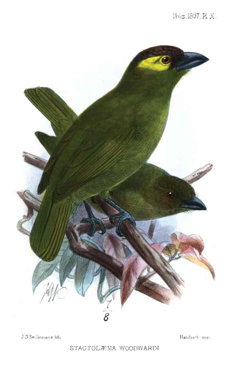 Olivenskjeggfugl