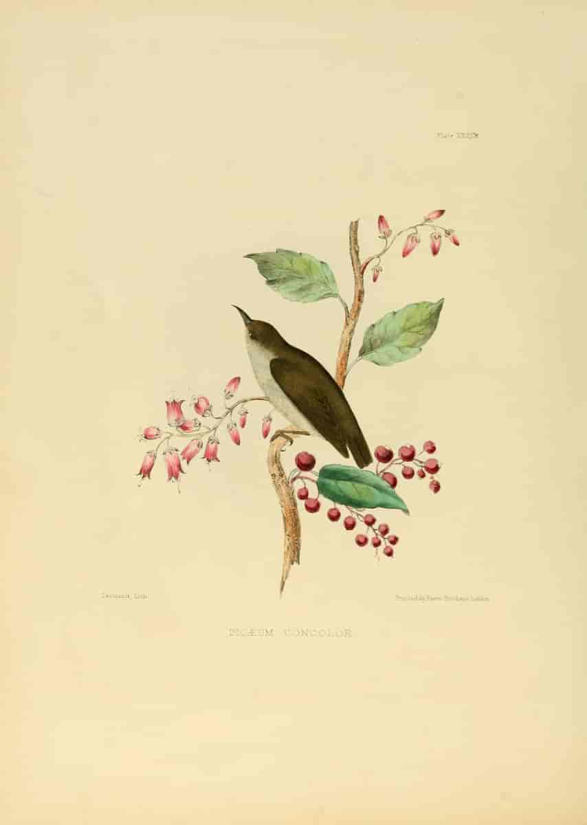 Malabarblomsterfugl