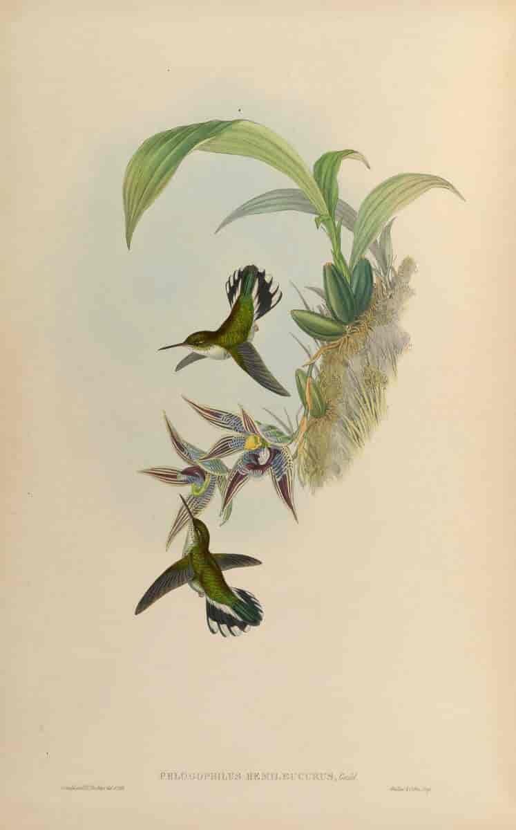 Ecuadorkolibri