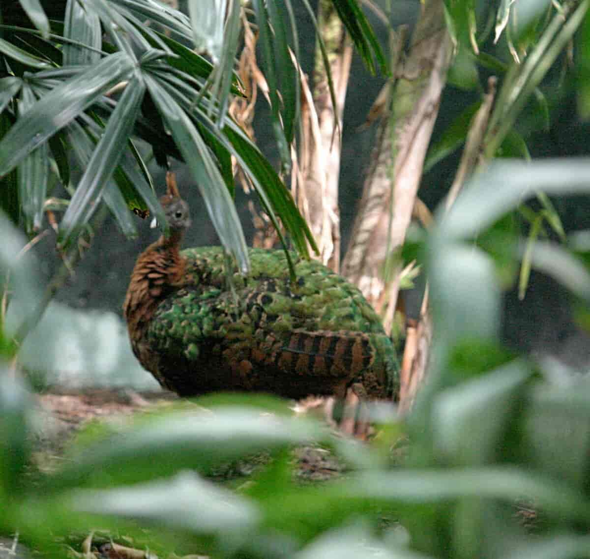 Kongopåfugl