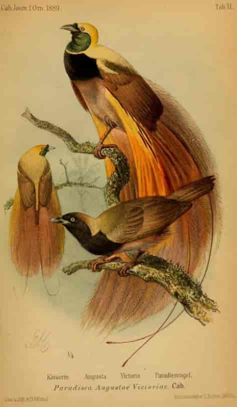 Safranparadisfugl