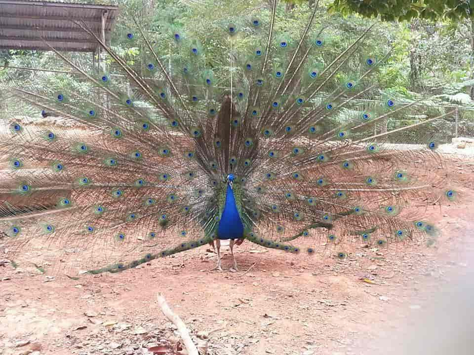 Indiapåfugl