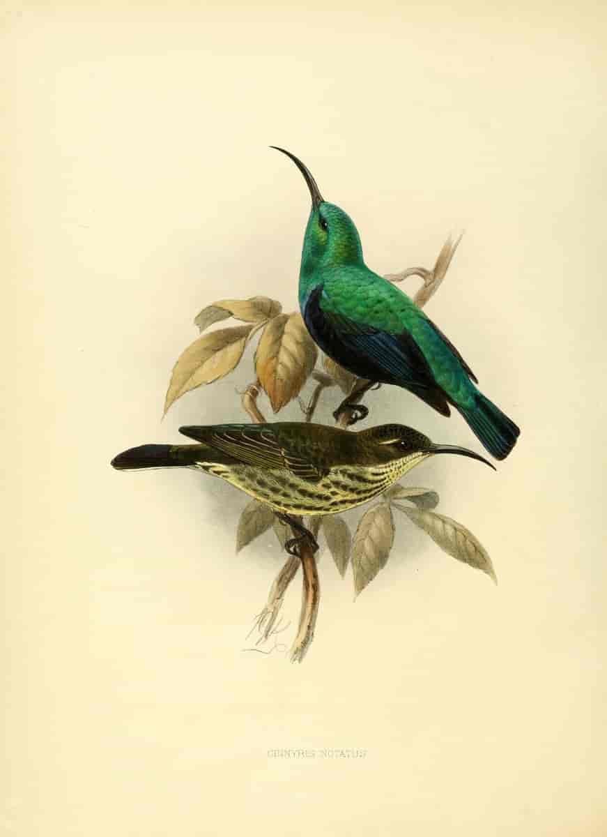 Madagaskarsolfugl