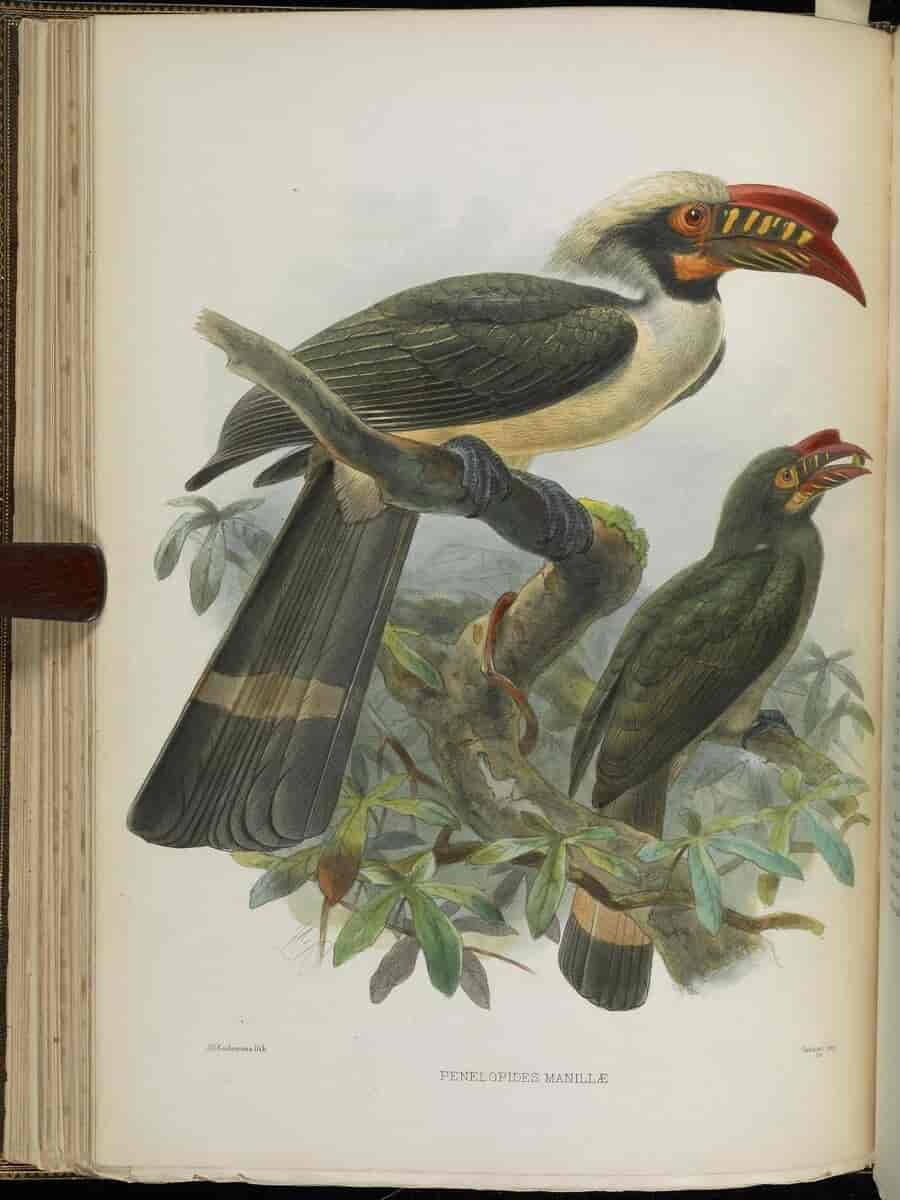 Luzonhornfugl
