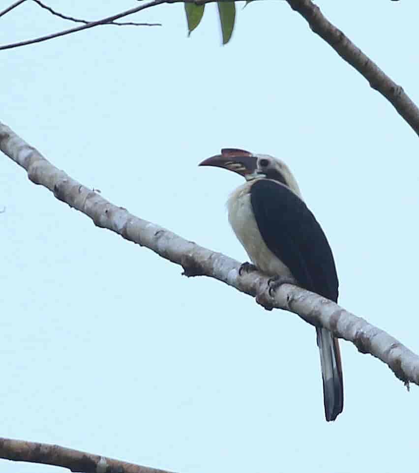 Mindanaohornfugl