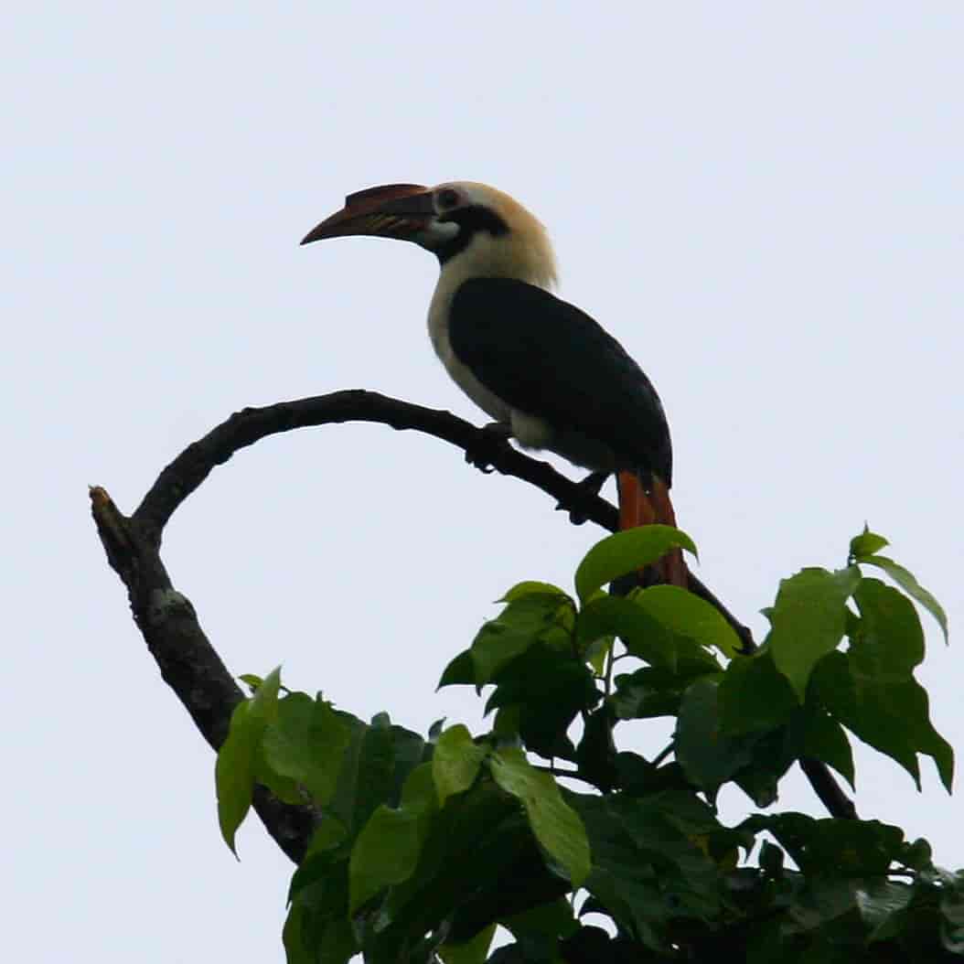 Mindanaohornfugl