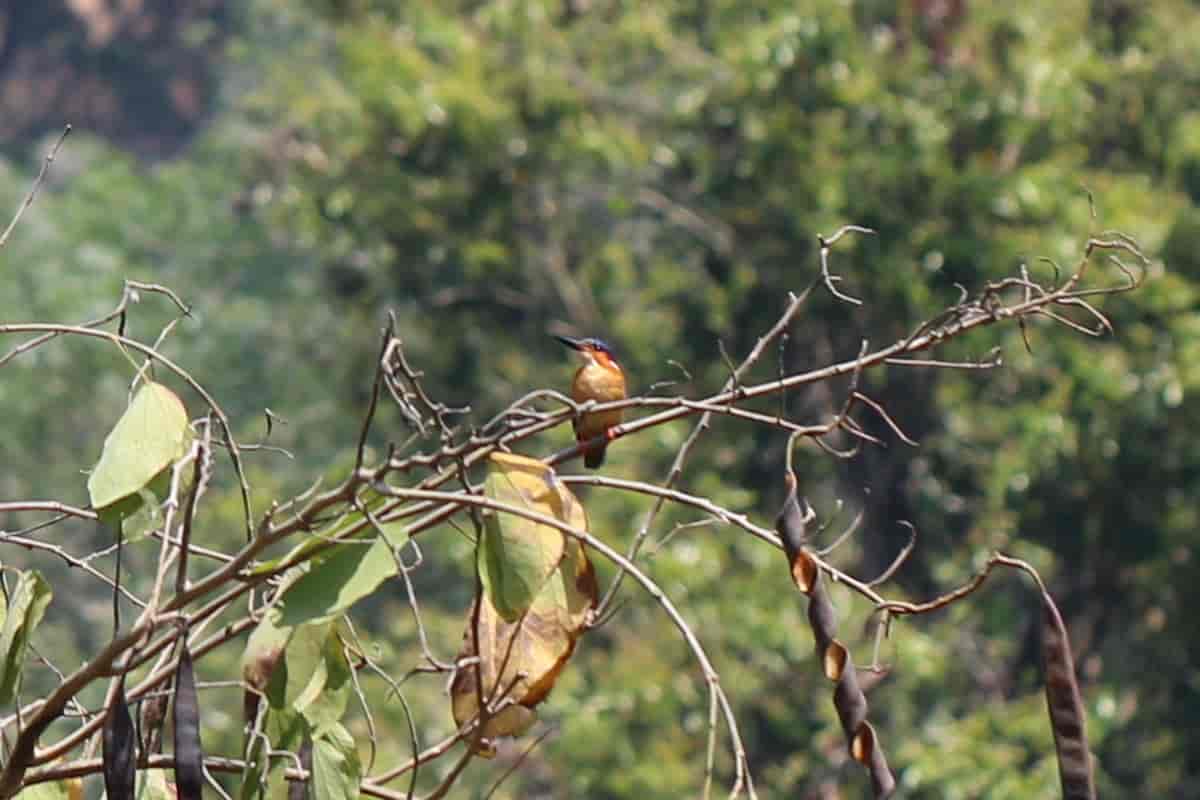Madagaskarisfugl