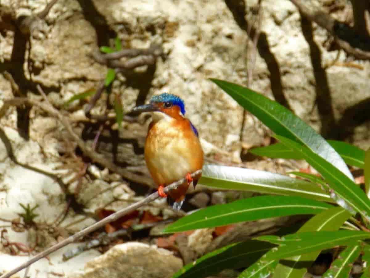 Madagaskarisfugl