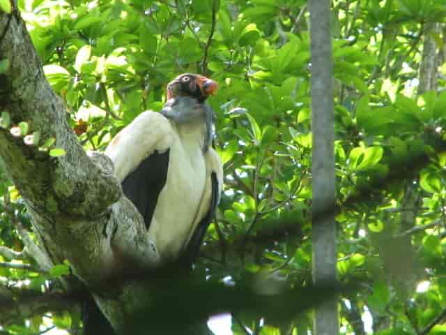 Kongekondor