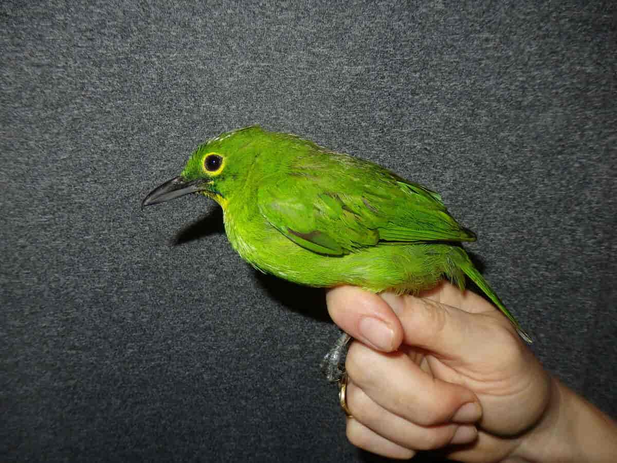 Smaragdbladfugl