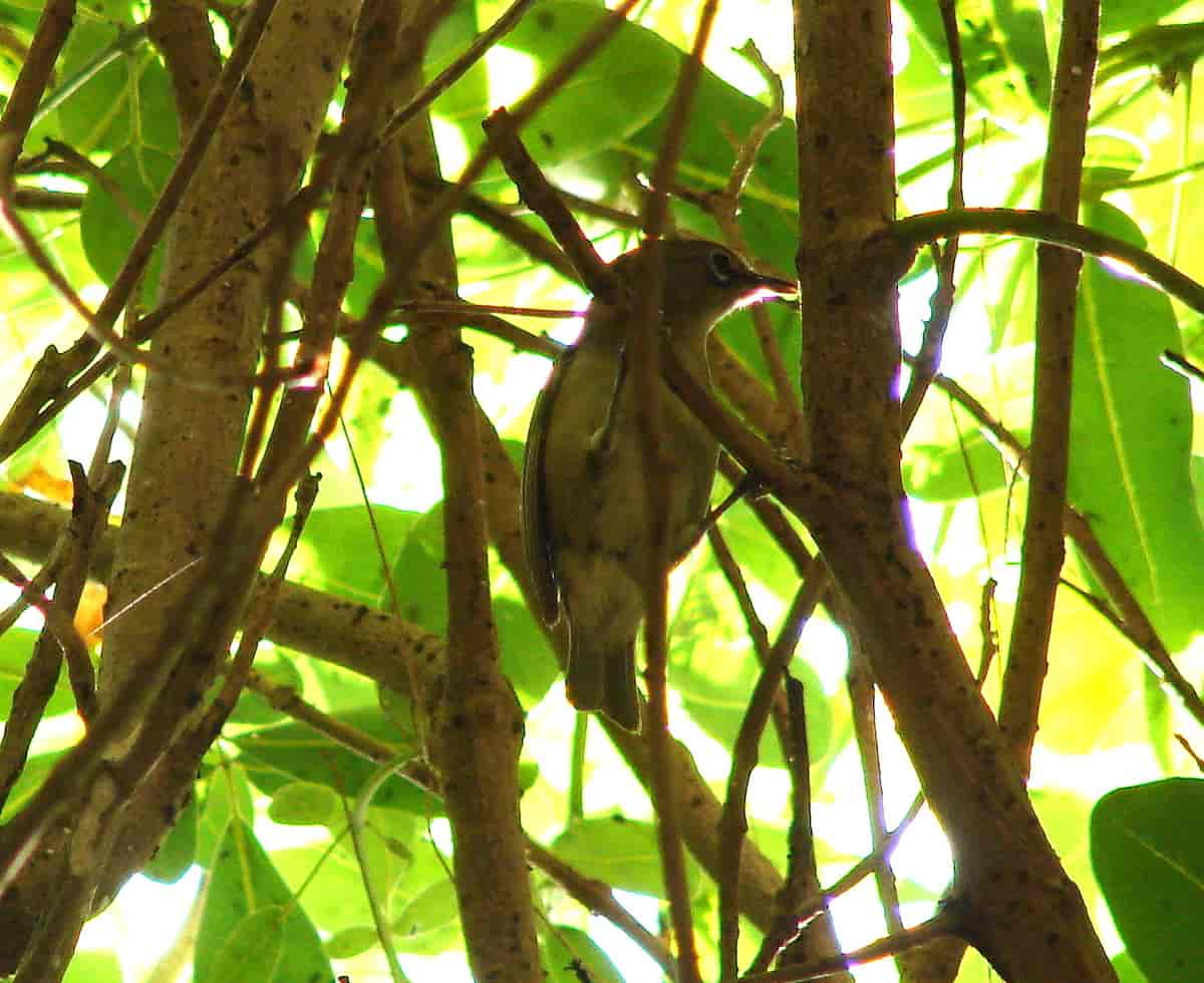 Seychellbrillefugl