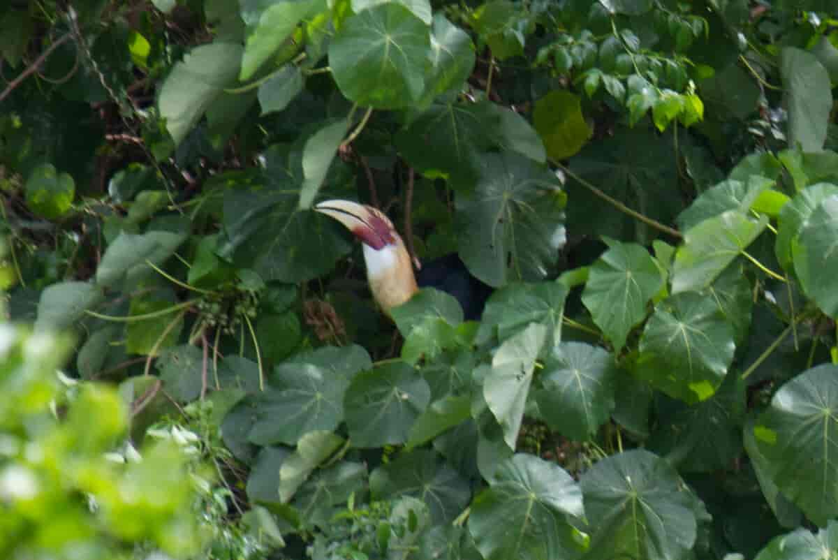 Papuahornfugl