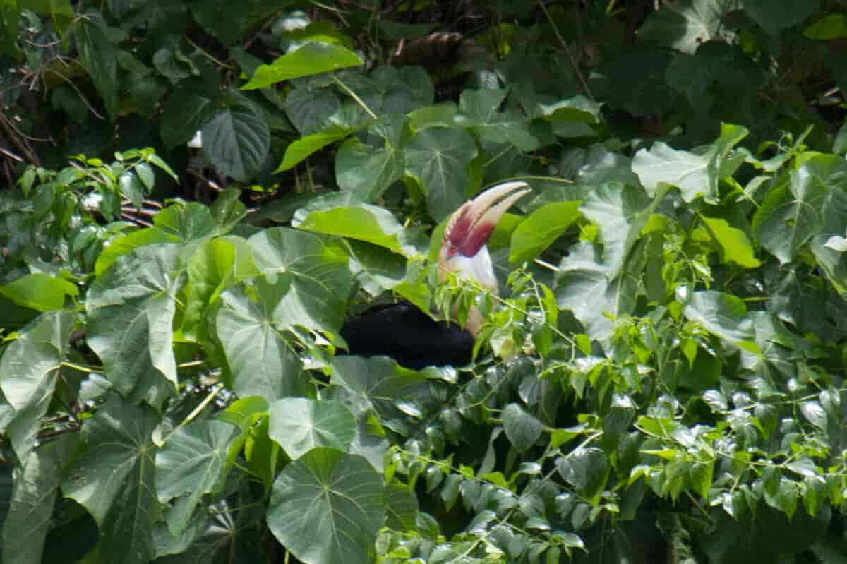 Papuahornfugl