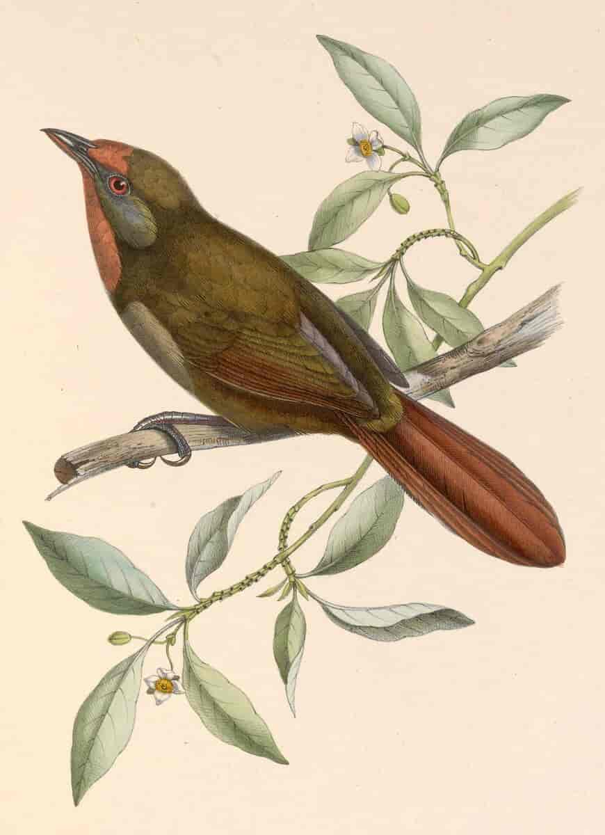 Gloøyetornfugl