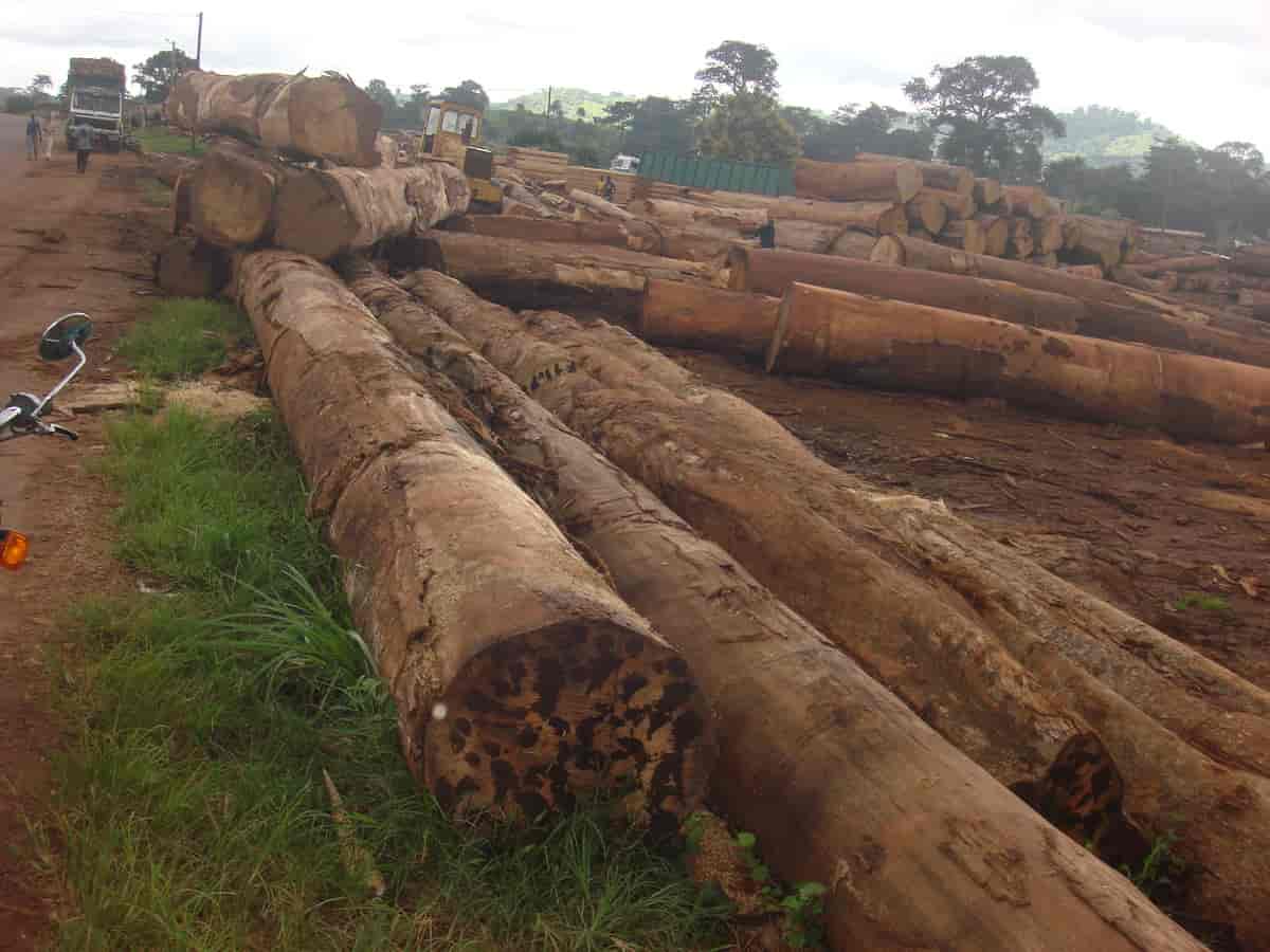 Tømmerhogst i Elfenbenskysten