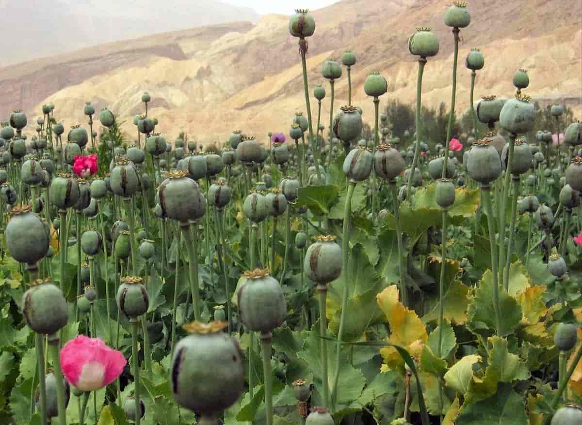 Opiumsmark i Afghanistan