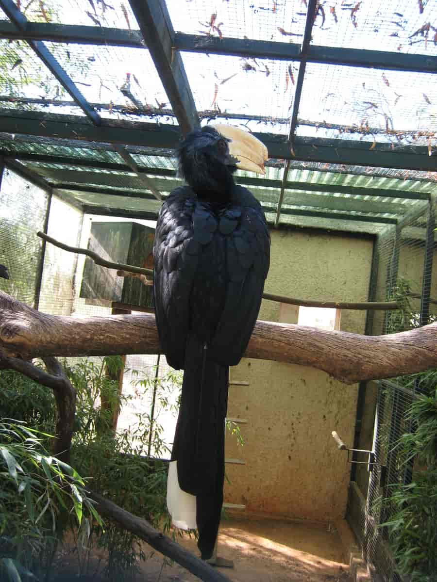 Malayhornfugl