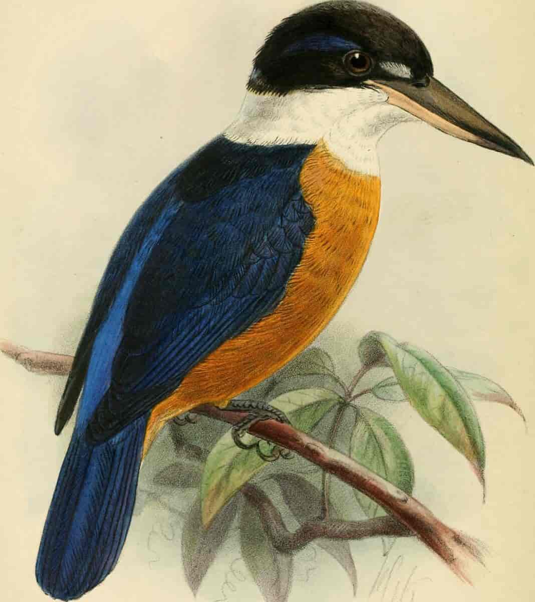 Vanuatuisfugl