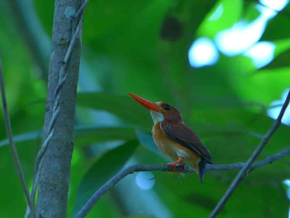 Sulawesiisfugl