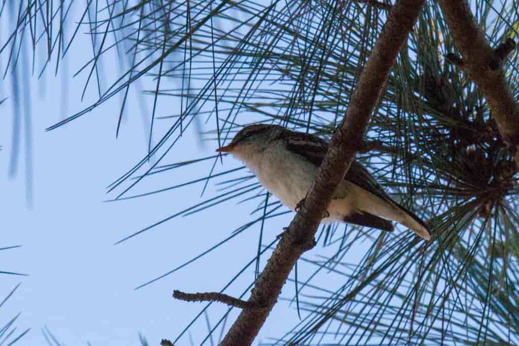 Polynesiatrillefugl