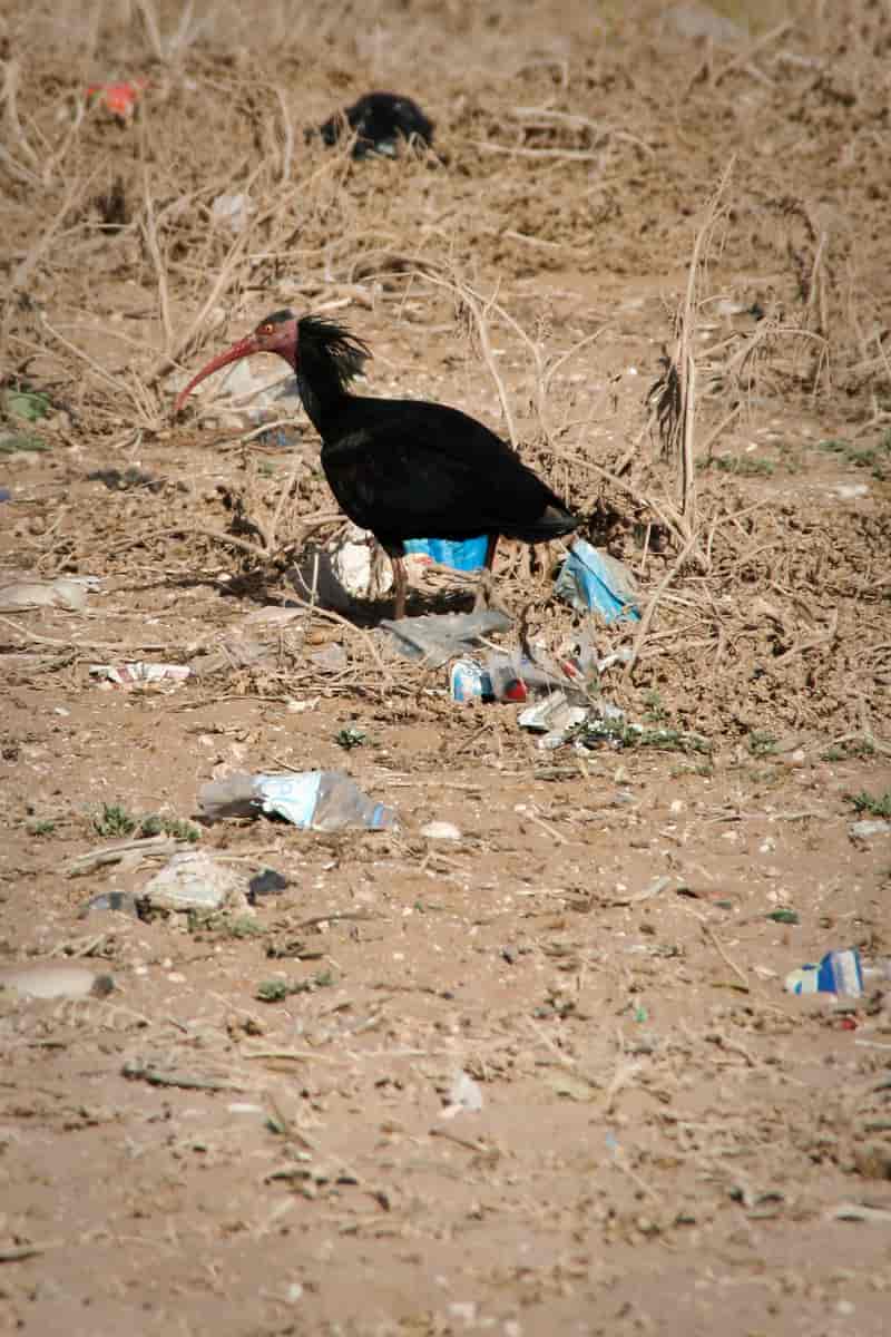 Skallet ibis