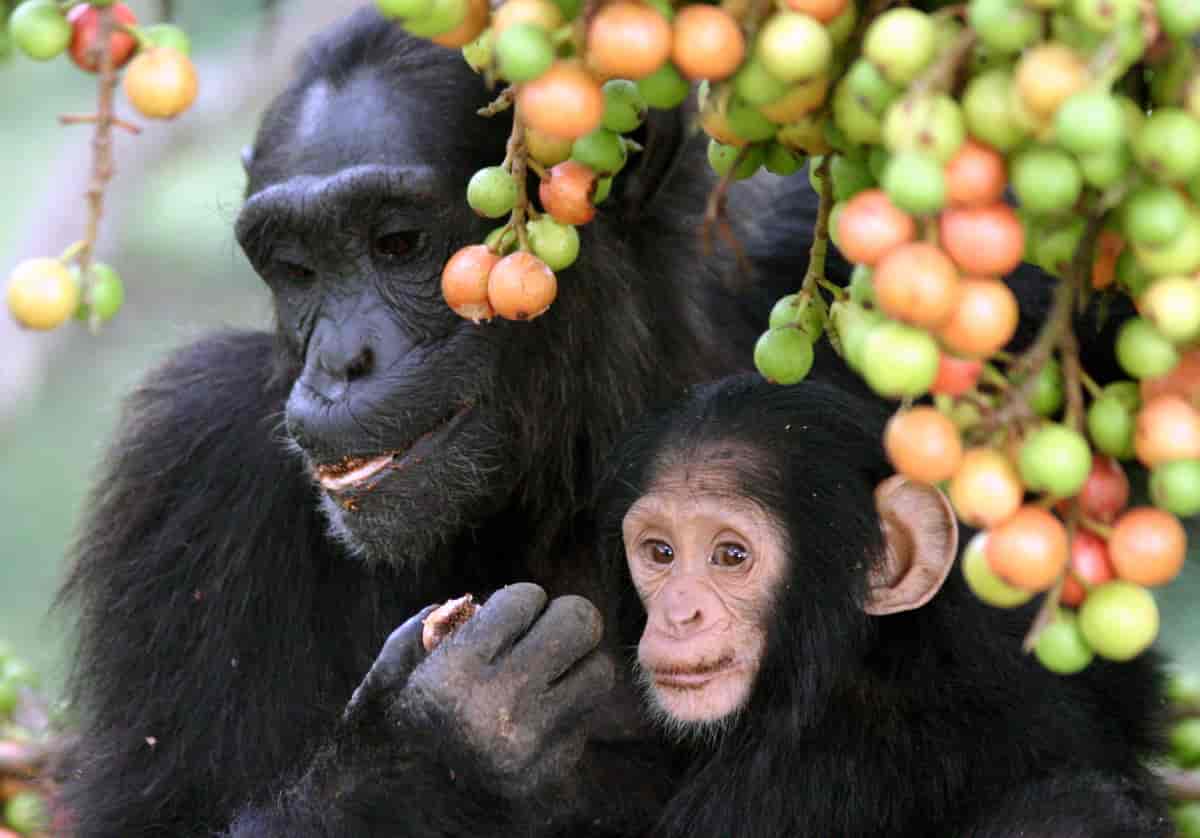 Sjimpanse