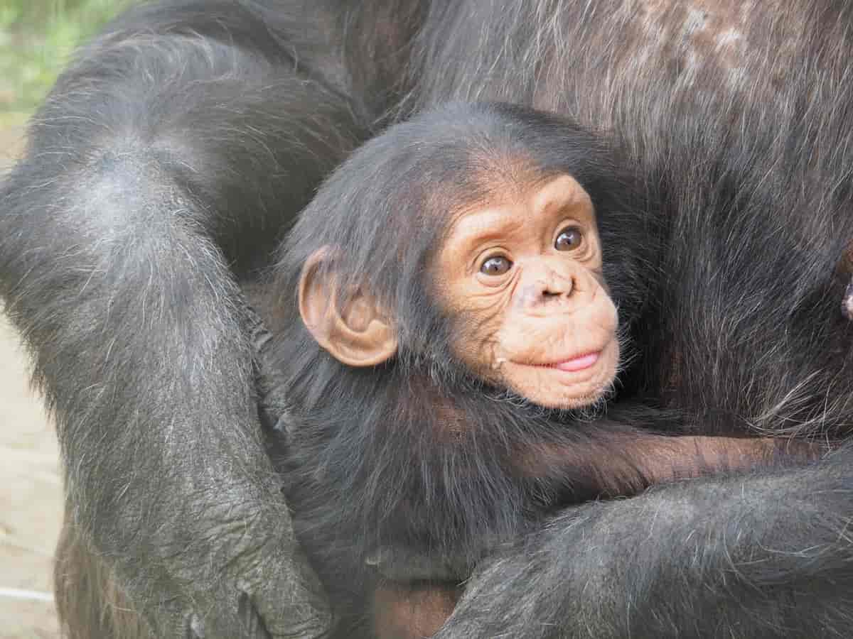 Sjimpansebaby