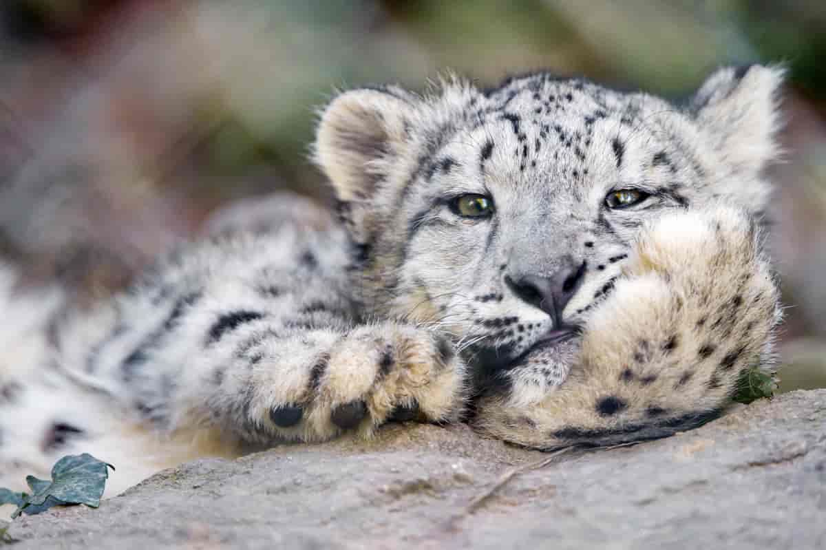 Snøleopard