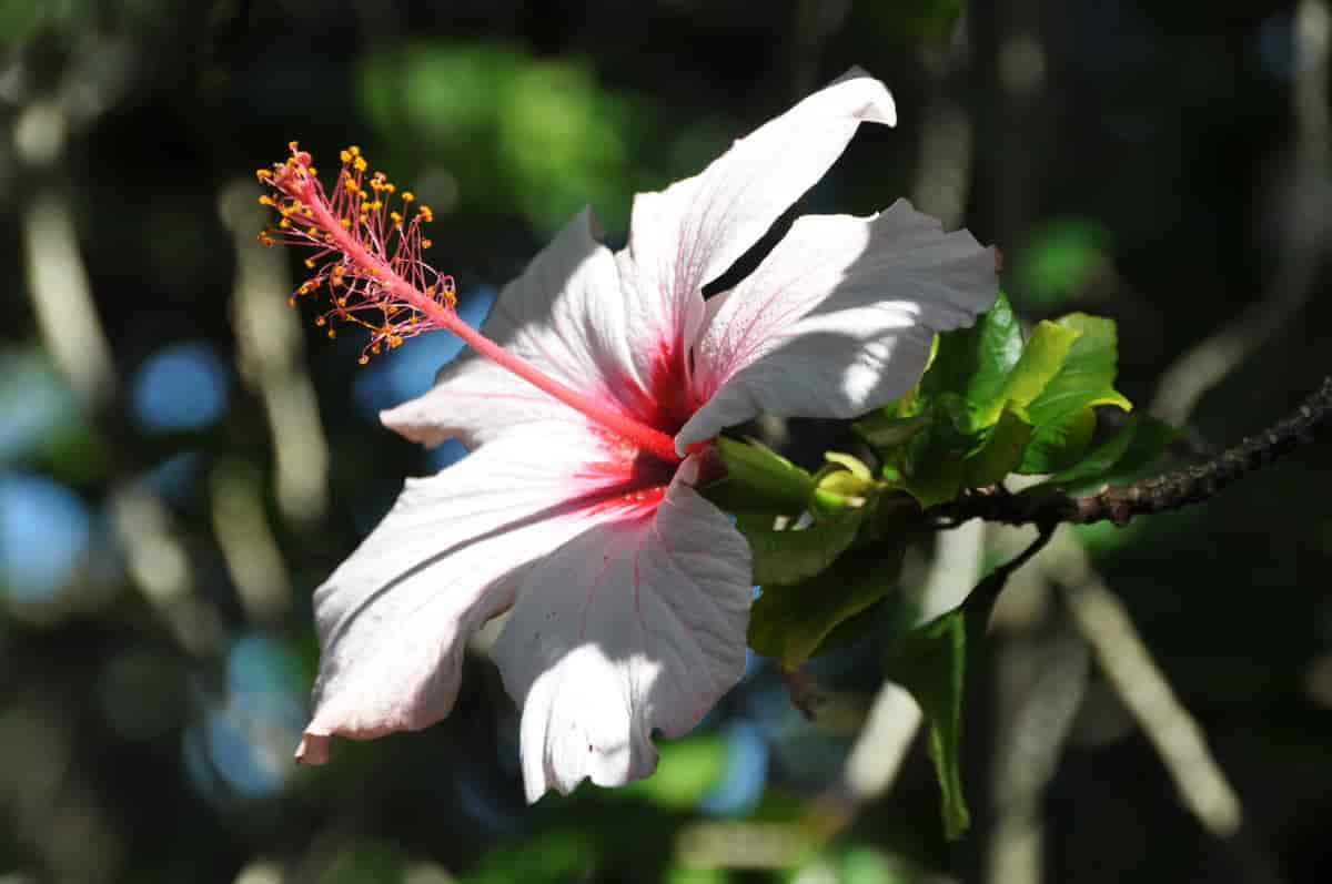 Hibisscus rosa-sinensis