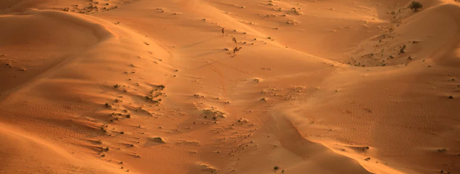 Ville kameler i Den arabiske ørken