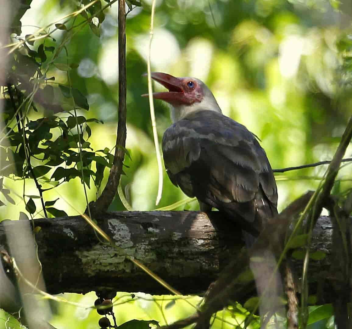 Papuakråke