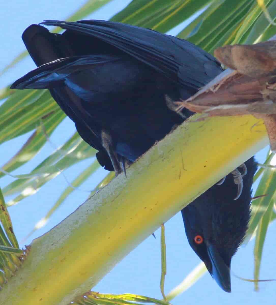 Hispaniolakråke