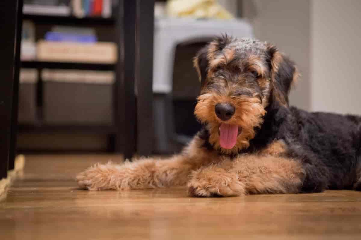 Airedale terrier, valp