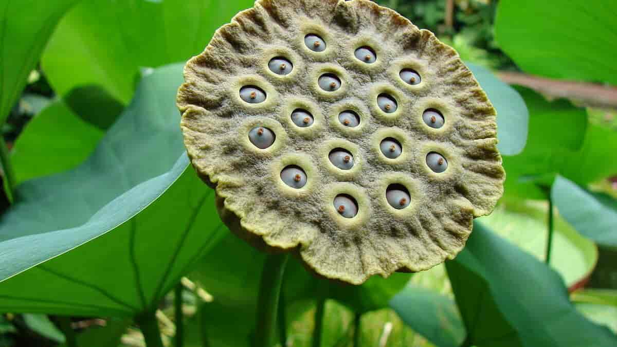 Lotus fruktstand
