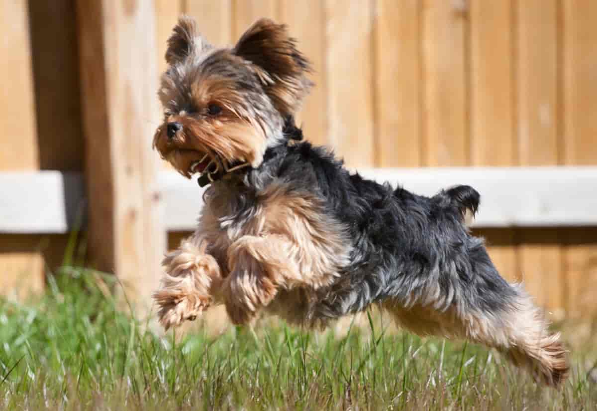 Yorshire terrier
