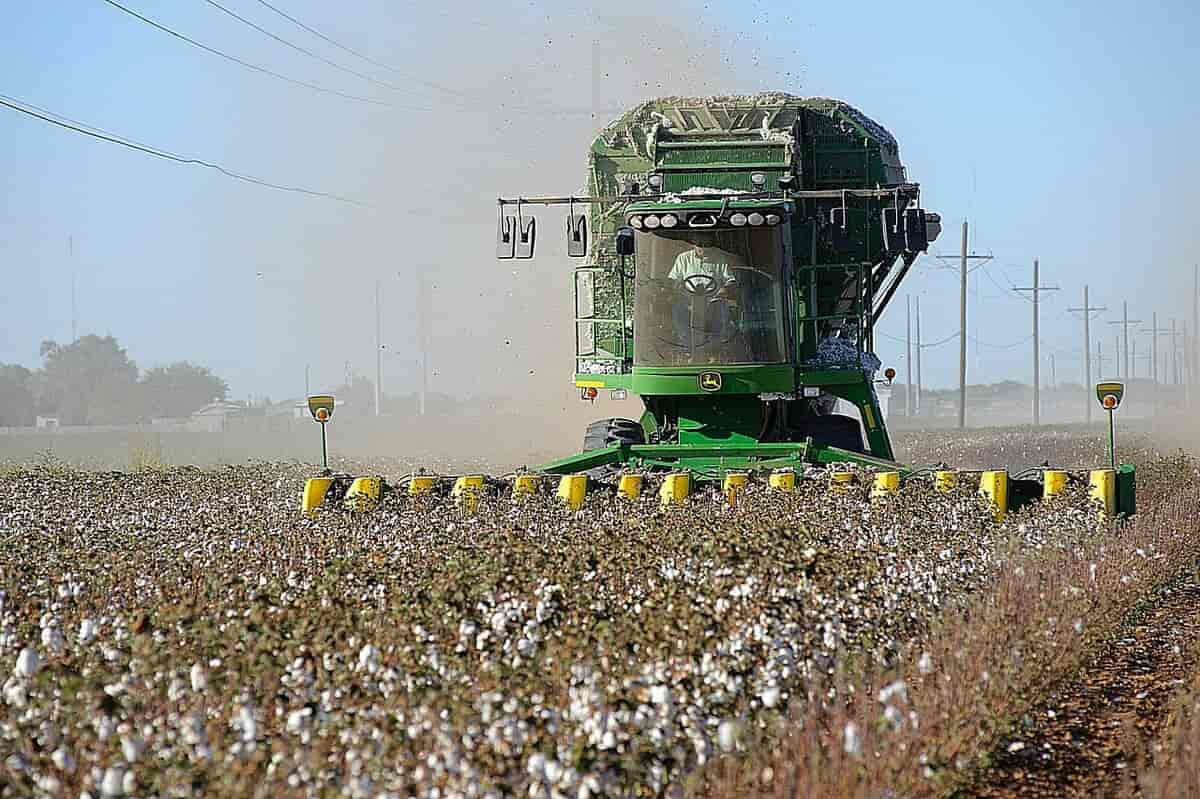 Maskinell bomullshøsting 