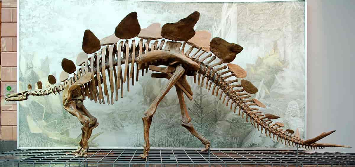 Skjelett av Stegosaurus