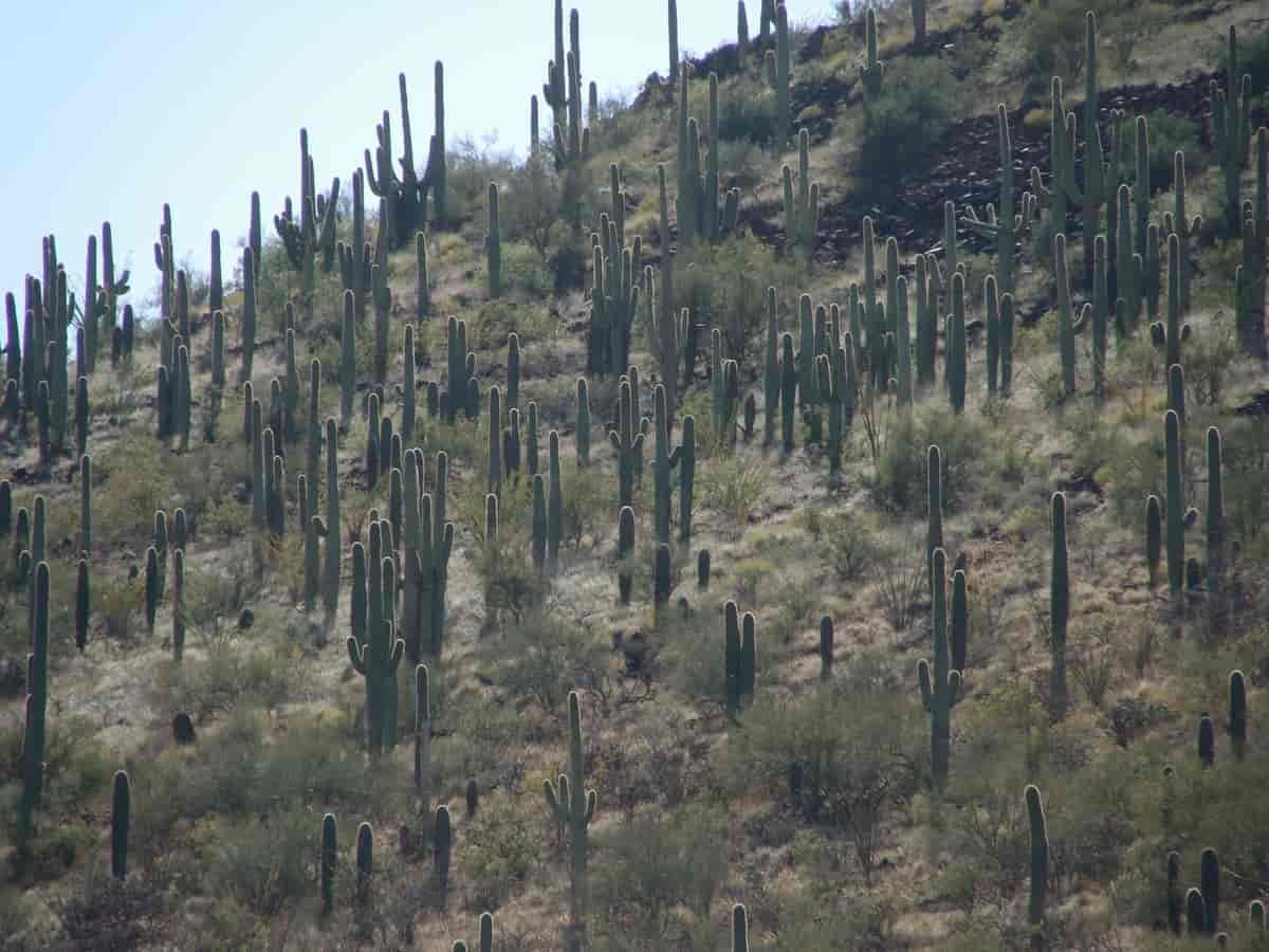 Sentinel Peak park, Tucson, Arizona