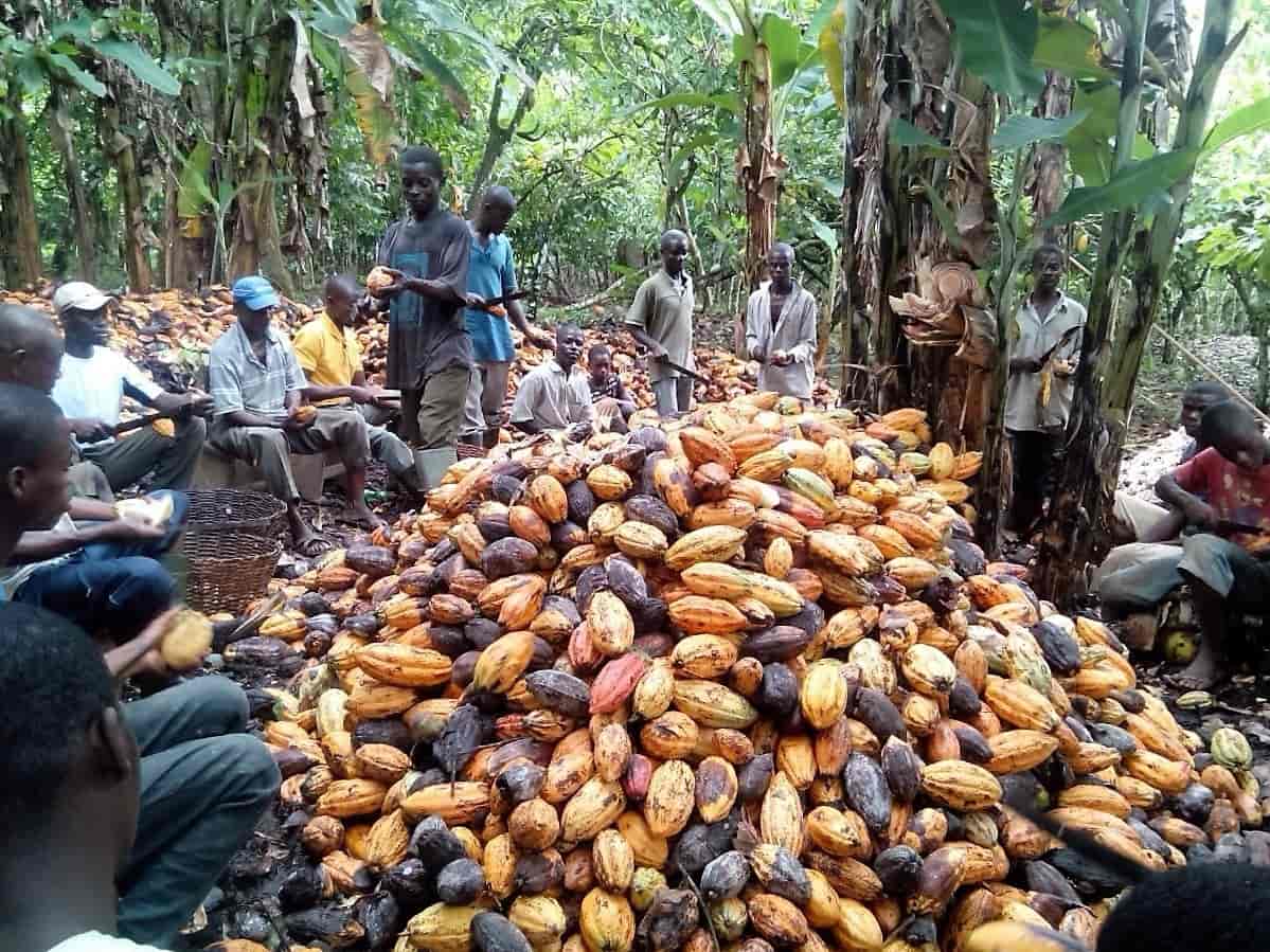 Cocoa farmers during harvest time.