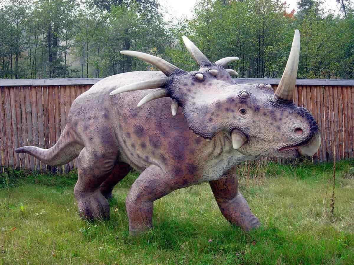 Modell av Styracosaurus
